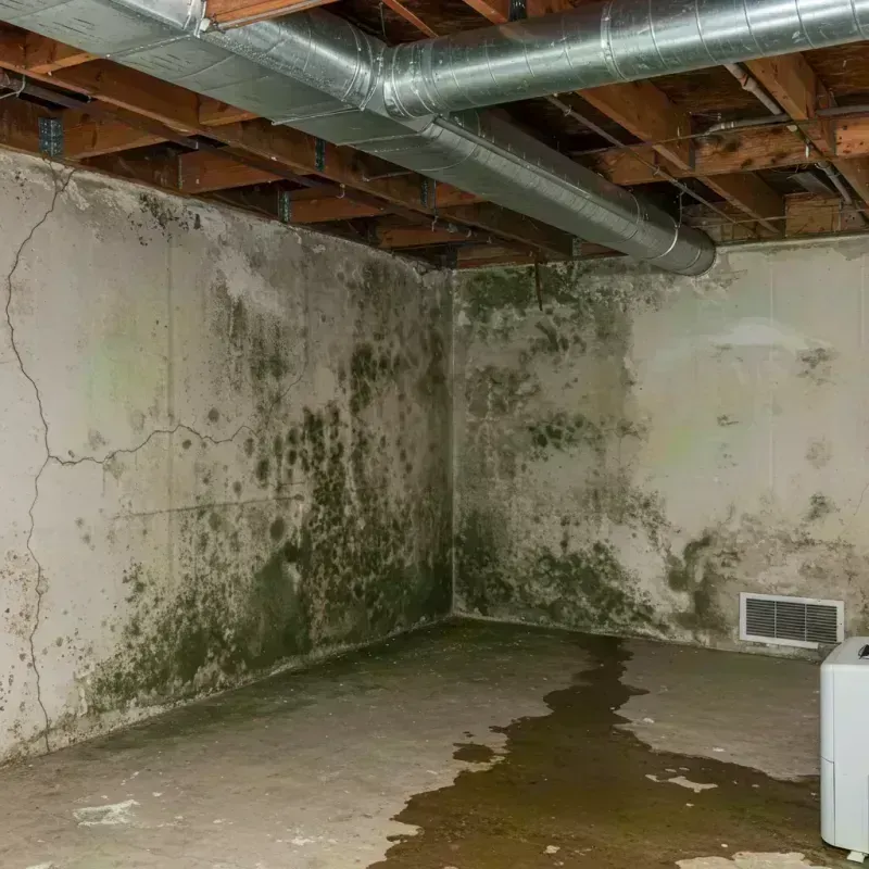 Professional Mold Removal in Saint Louis County, MO